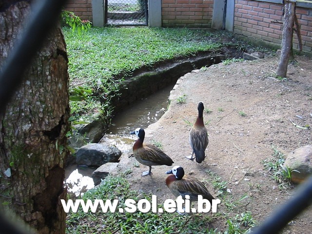 Foto Jardim Zoológico da Cidade de Curitiba 1