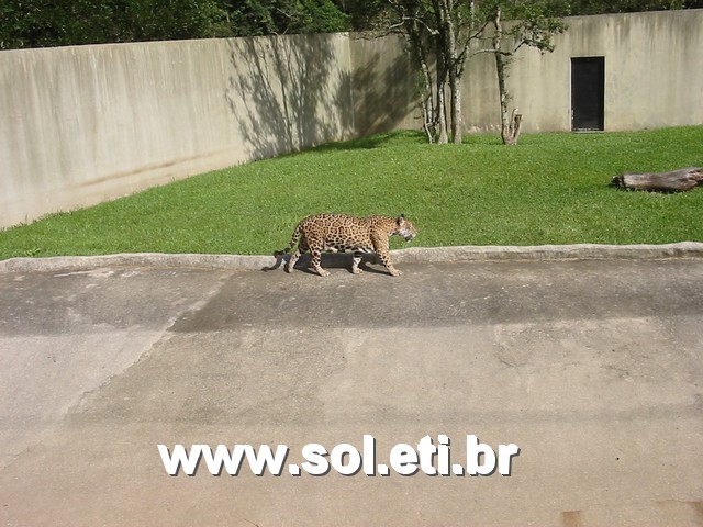 Foto Jardim Zoológico da Cidade de Curitiba 13