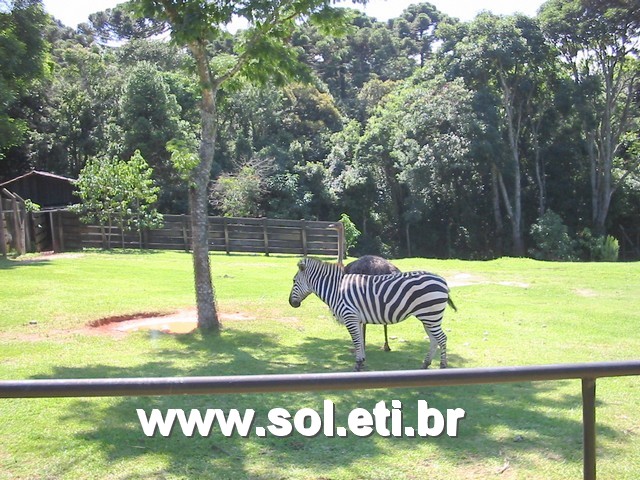 Foto Jardim Zoológico da Cidade de Curitiba 25