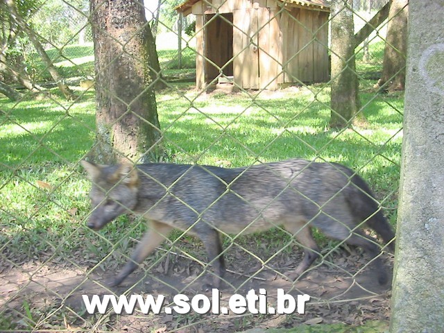 Foto Jardim Zoológico da Cidade de Curitiba 27
