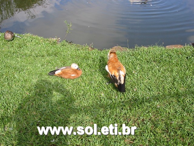 Foto Jardim Zoológico da Cidade de Curitiba 5