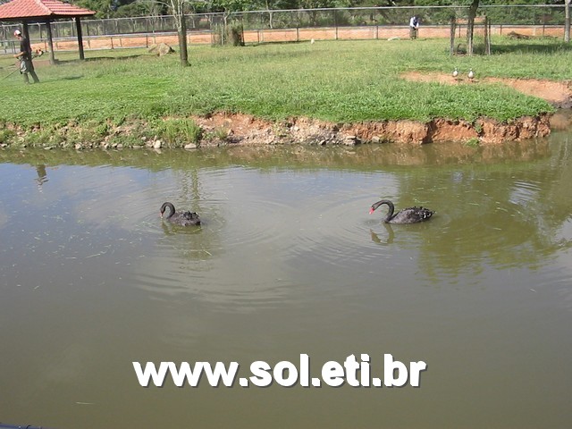 Foto Jardim Zoológico da Cidade de Curitiba 8