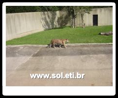 Jardim Zoológico da Cidade de Curitiba 13