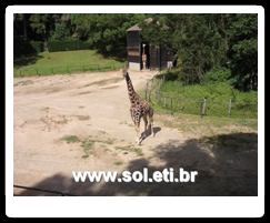 Jardim Zoológico da Cidade de Curitiba 15
