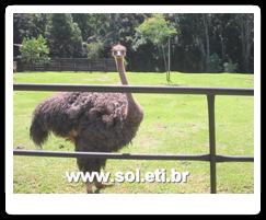 Jardim Zoológico da Cidade de Curitiba 22