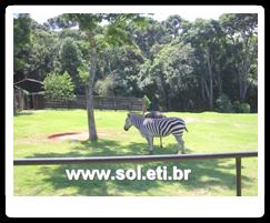 Jardim Zoológico da Cidade de Curitiba 25