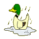 Pato