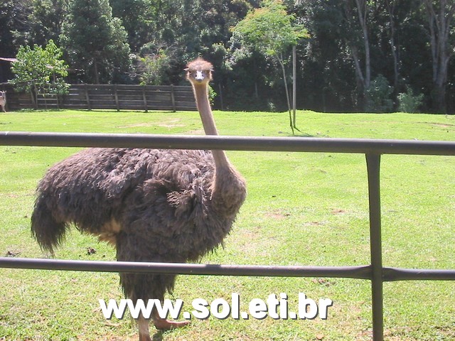 Foto Jardim Zoológico da Cidade de Curitiba 22