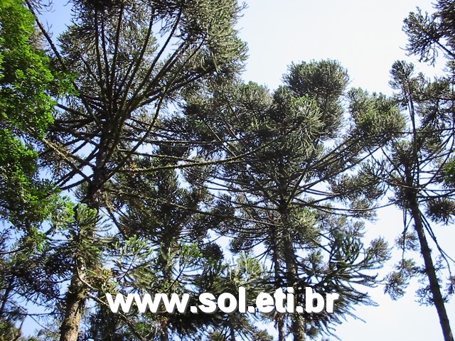 Foto Jardim Zoológico da Cidade de Curitiba 23