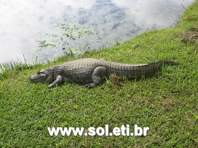 Foto Jardim Zoológico da Cidade de Curitiba 3