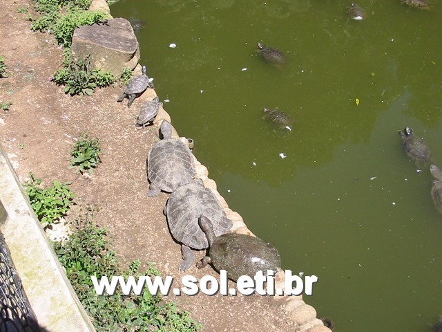 Foto Jardim Zoológico da Cidade de Curitiba 30