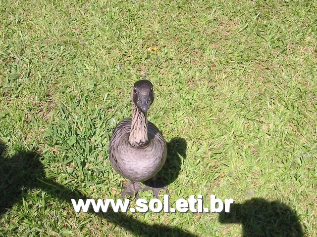 Foto Jardim Zoológico da Cidade de Curitiba 37