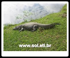 Jardim Zoológico da Cidade de Curitiba 3