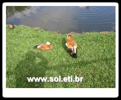 Jardim Zoológico da Cidade de Curitiba 5