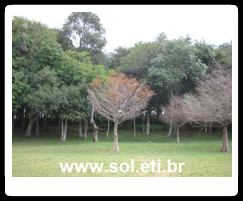 Parque São Lourenço da Cidade de Curitiba 4