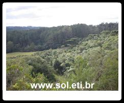 Parque Tanguá da Cidade de Curitiba 8