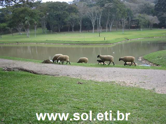 Foto Parque São Lourenço da Cidade de Curitiba 13