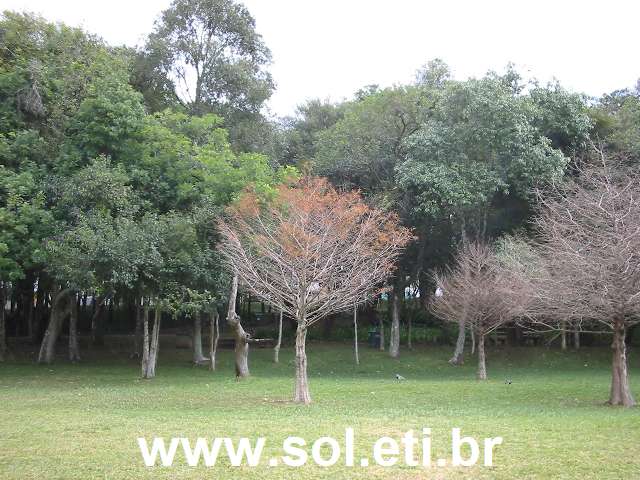 Foto Parque São Lourenço da Cidade de Curitiba 4