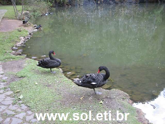 Foto da Universidade Livre do Meio Ambiente da Cidade de Curitiba 5