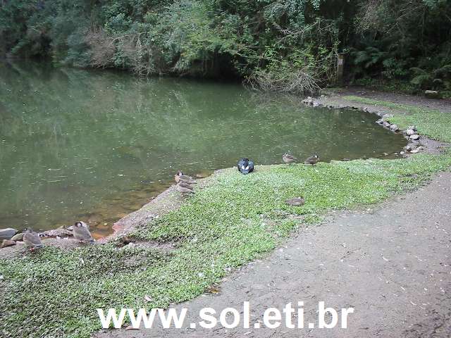 Foto da Universidade Livre do Meio Ambiente da Cidade de Curitiba 7