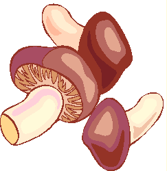 Cogumelos Comestiveis