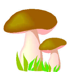 Cogumelo In Natura