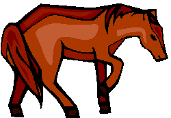 Cavalo