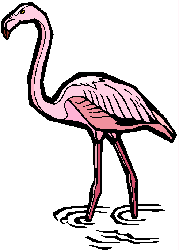 Flamingo